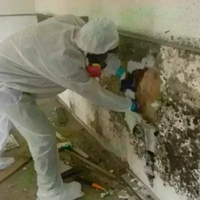 Mold Remediation and Removal in Linda, CA